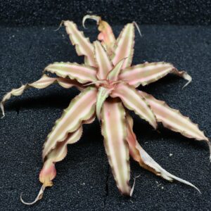 Cryptanthus bivittatus