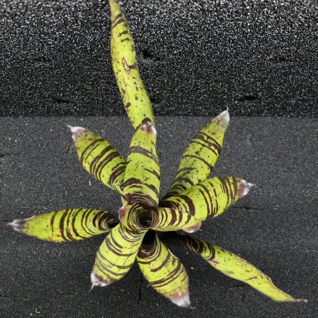 Neoregelia Blueberry Tiger