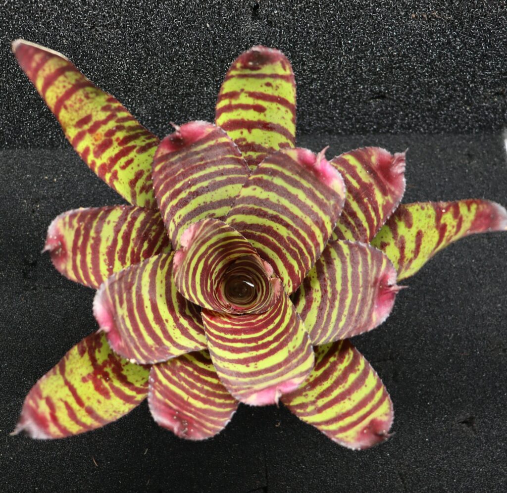 Neoregelia High Voltage