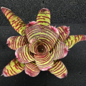 Neoregelia High Voltage