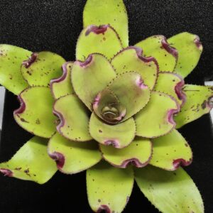 Neoregelia Ninja Pink