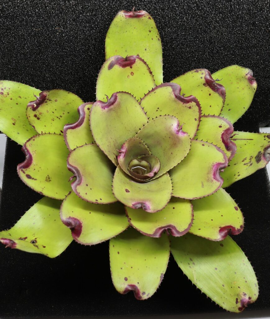 Neoregelia Ninja Pink