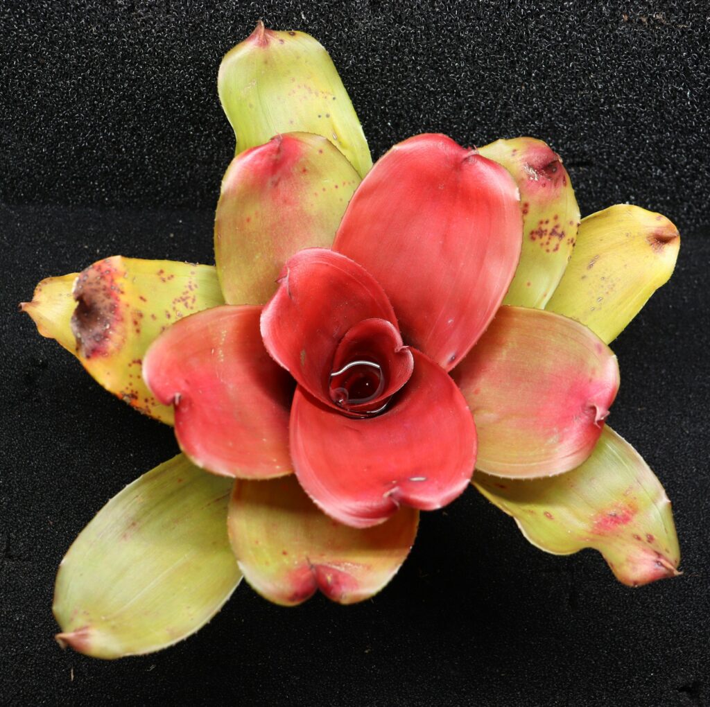 Neoregelia Flamingo Ninja