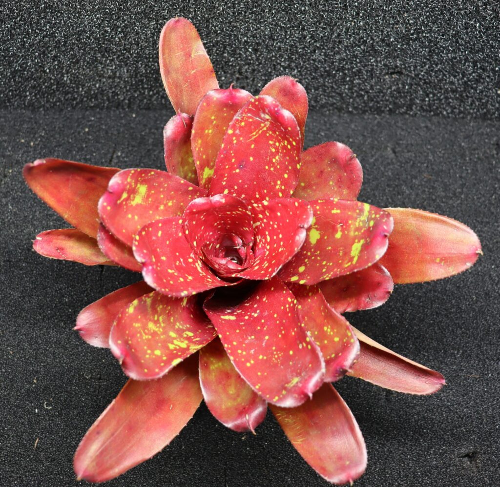 Neoregelia Walking Tall
