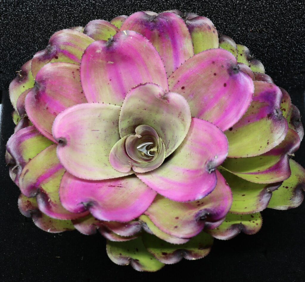 Neoregelia Ninja x Passion compact