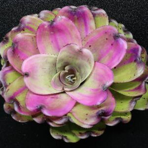 Neoregelia Ninja x Passion compact