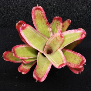 Neoregelia Bella Donna