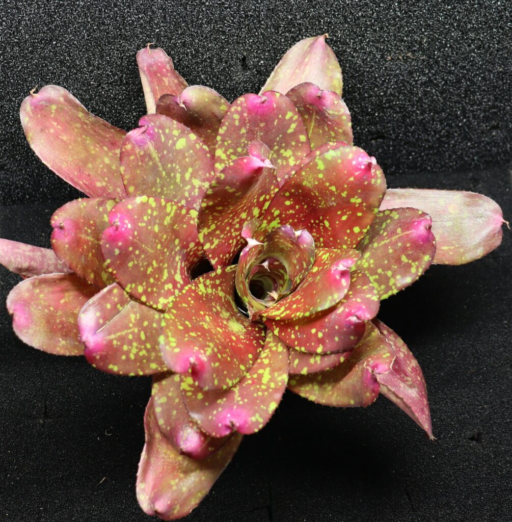 Neoregelia Gold Fever