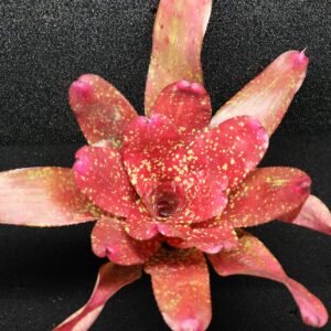 Neoregelia Gold Fever