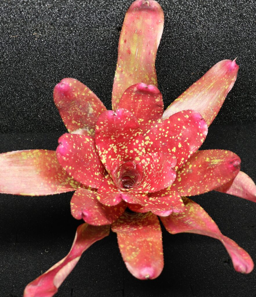 Neoregelia Gold Fever