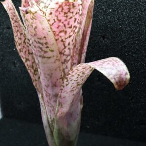 Billbergia Talbot Eve