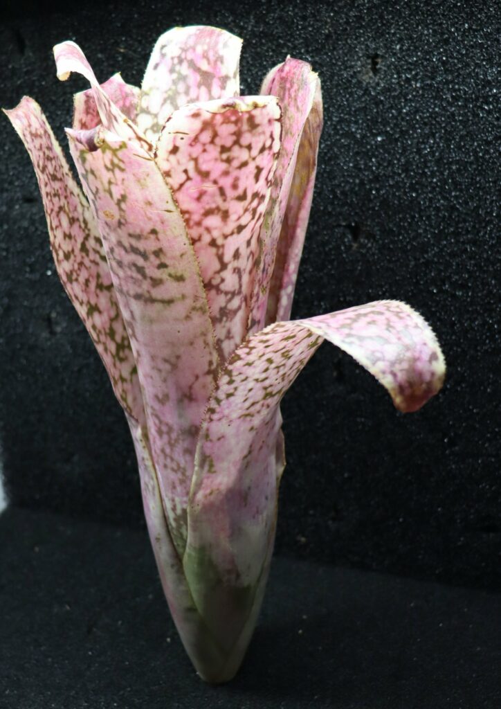 Billbergia Talbot Eve