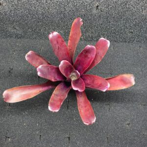 Neoregelia Super Fireball